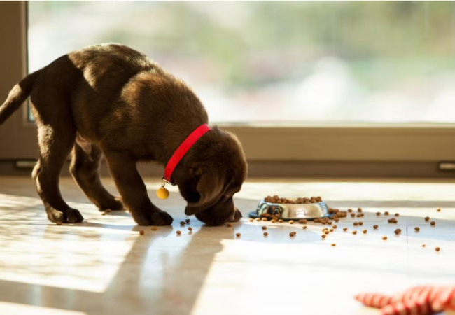 Why Is My Puppy Not Growing? Causes and Next Steps
