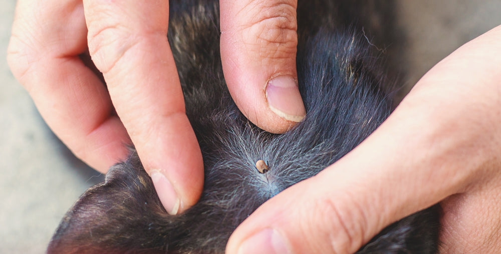 What Do Fleas Look Like on Cats?