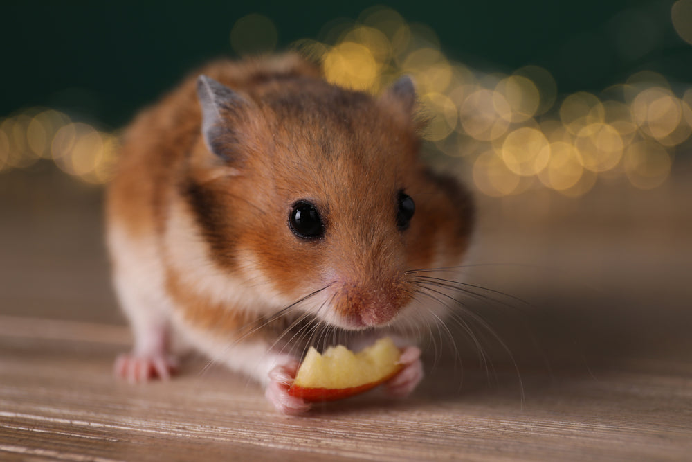What Fruits Can Small Pets Eat Safely?