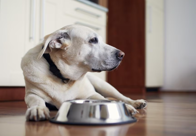 What to Feed Your Dog After Vomiting: A Safe Recovery Plan