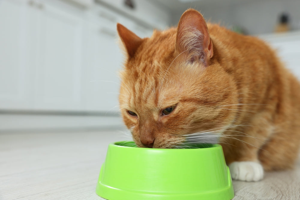 What to Feed a Cat with a Sensitive Stomach