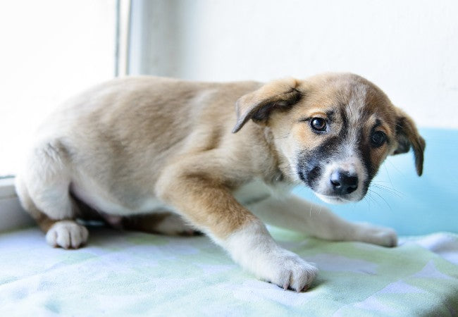 Why Is My Dog Shaking? Causes and When to Seek Help