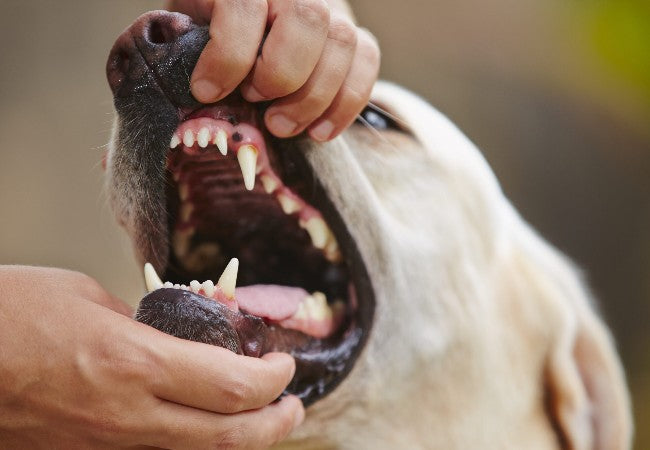 Bad Breath in Dogs: Causes, Warning Signs and What to Do