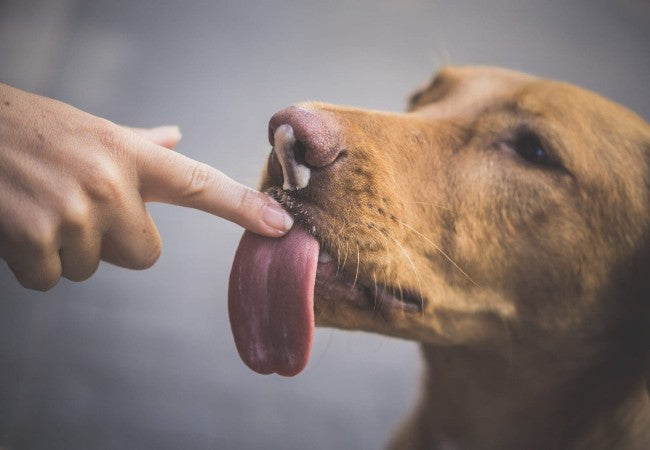 Why Dogs Lick You: Affection, Attention and Signs of Discomfort