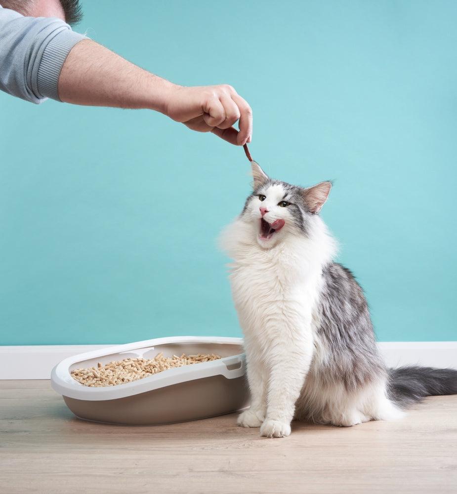 Why Is My Cat Eating Litter? Causes, Risks and What to Do