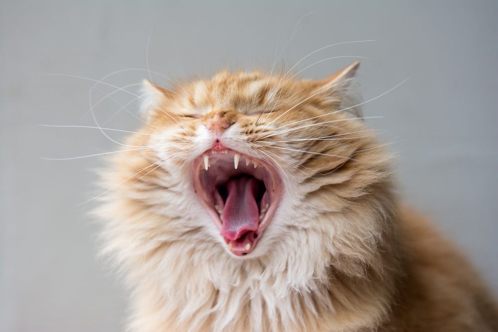 Why Is My Cat Gagging? Causes and When to Seek Help