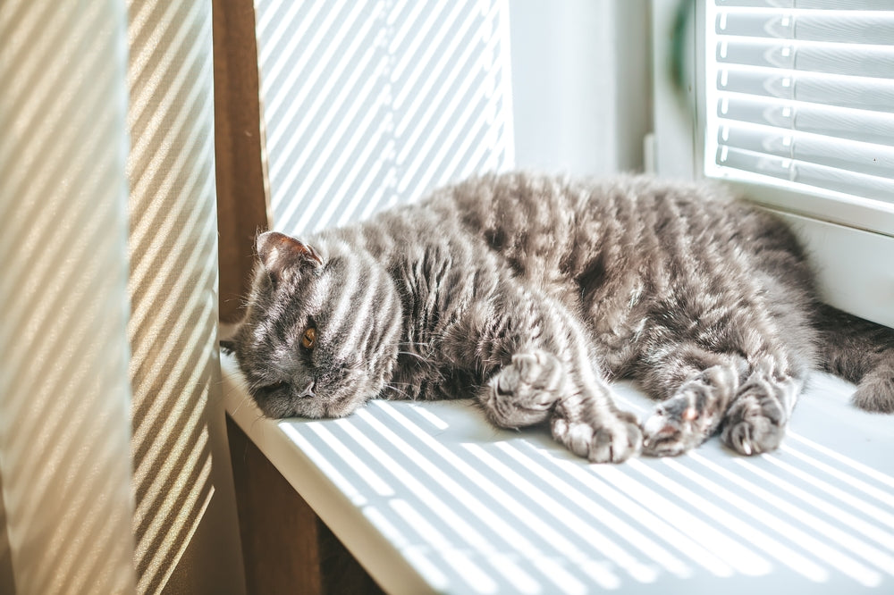 Why Is My Cat Lethargic? Signs That Need a Vet
