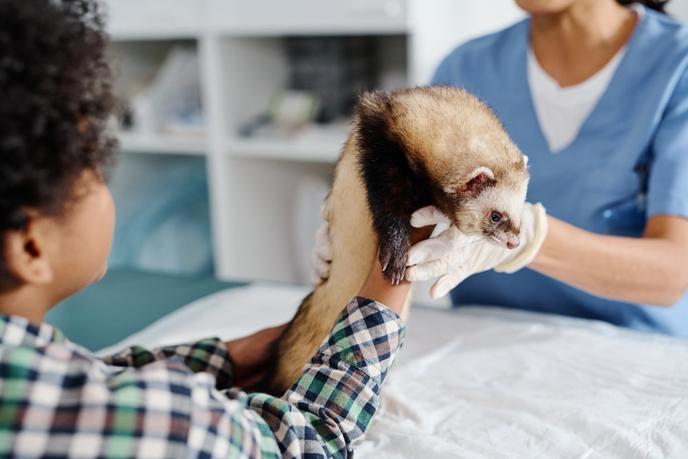 Why Is My Ferret Coughing? Causes and When to Seek Help