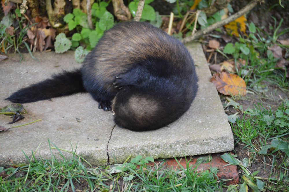 Why Is My Ferret Scratching So Much?