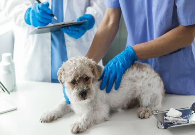 🐶💊 Aspirin Poisoning in Dogs Signs, Treatments & Prevention Tips for 2025 🛑🐾