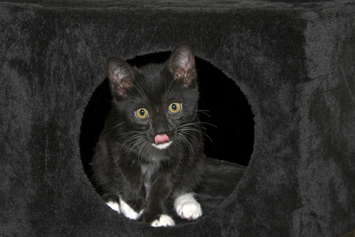 A black-and-white kitten peeking out of a cat hideaway.