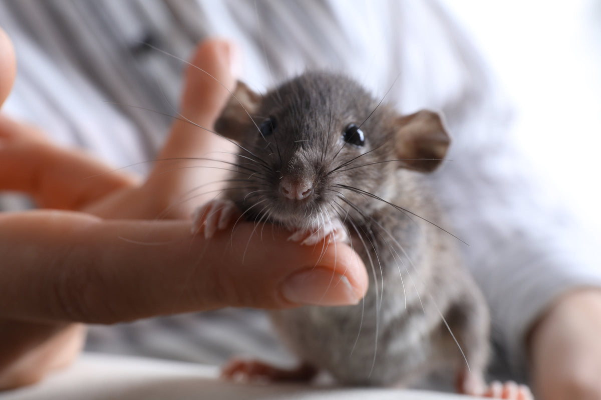 A rat standing beside a person's hand.