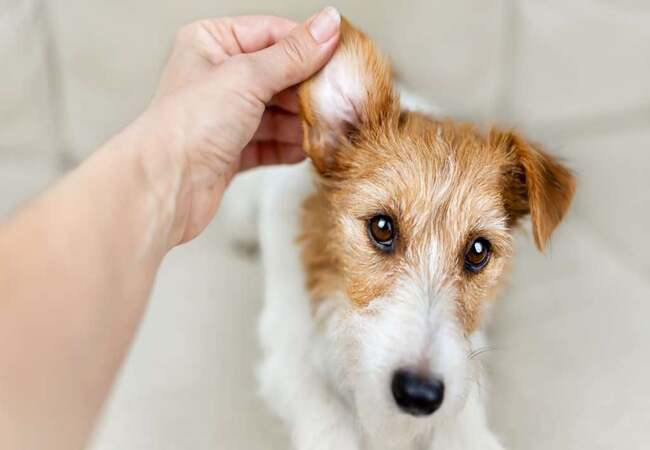 Dog Lumps, Bumps & Cysts: A Vet’s 2025 Guide to Identification, Causes & Care 🐶🩺