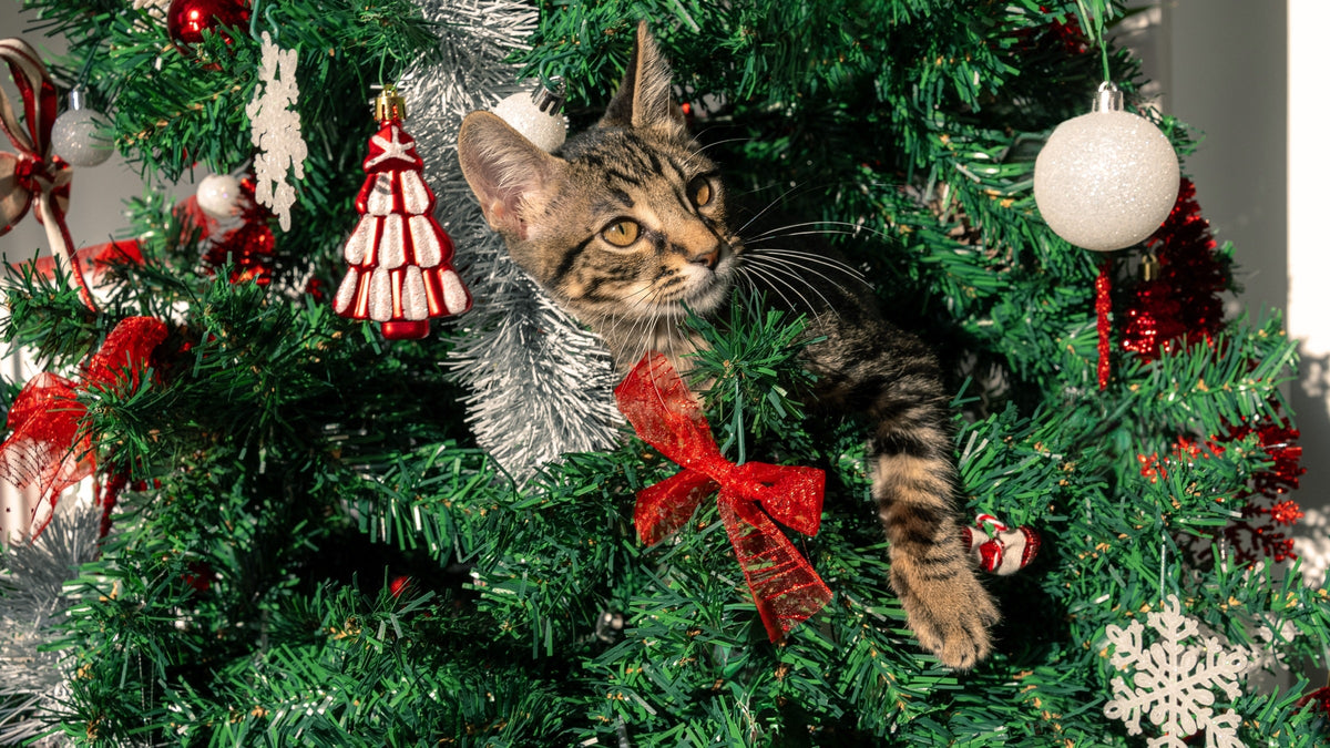 Tabby cat among the branches and decorations of a Christmas tree.
