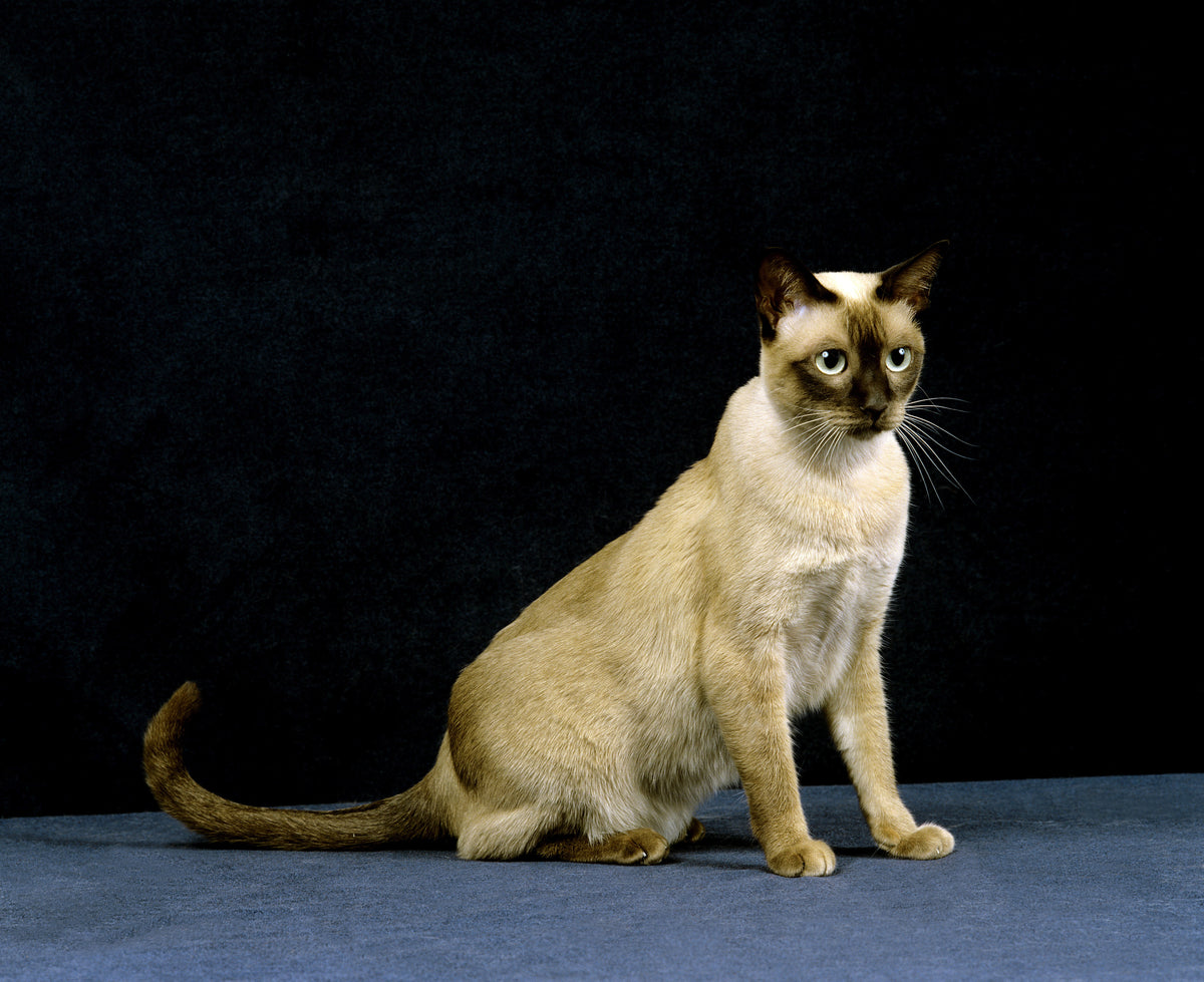 Cream-coloured cat with darker face, ears, legs and tail sitting against a dark background.