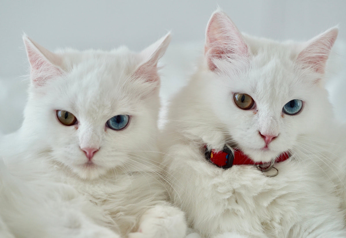Two long-haired white cats with blue and amber eyes resting side by side.