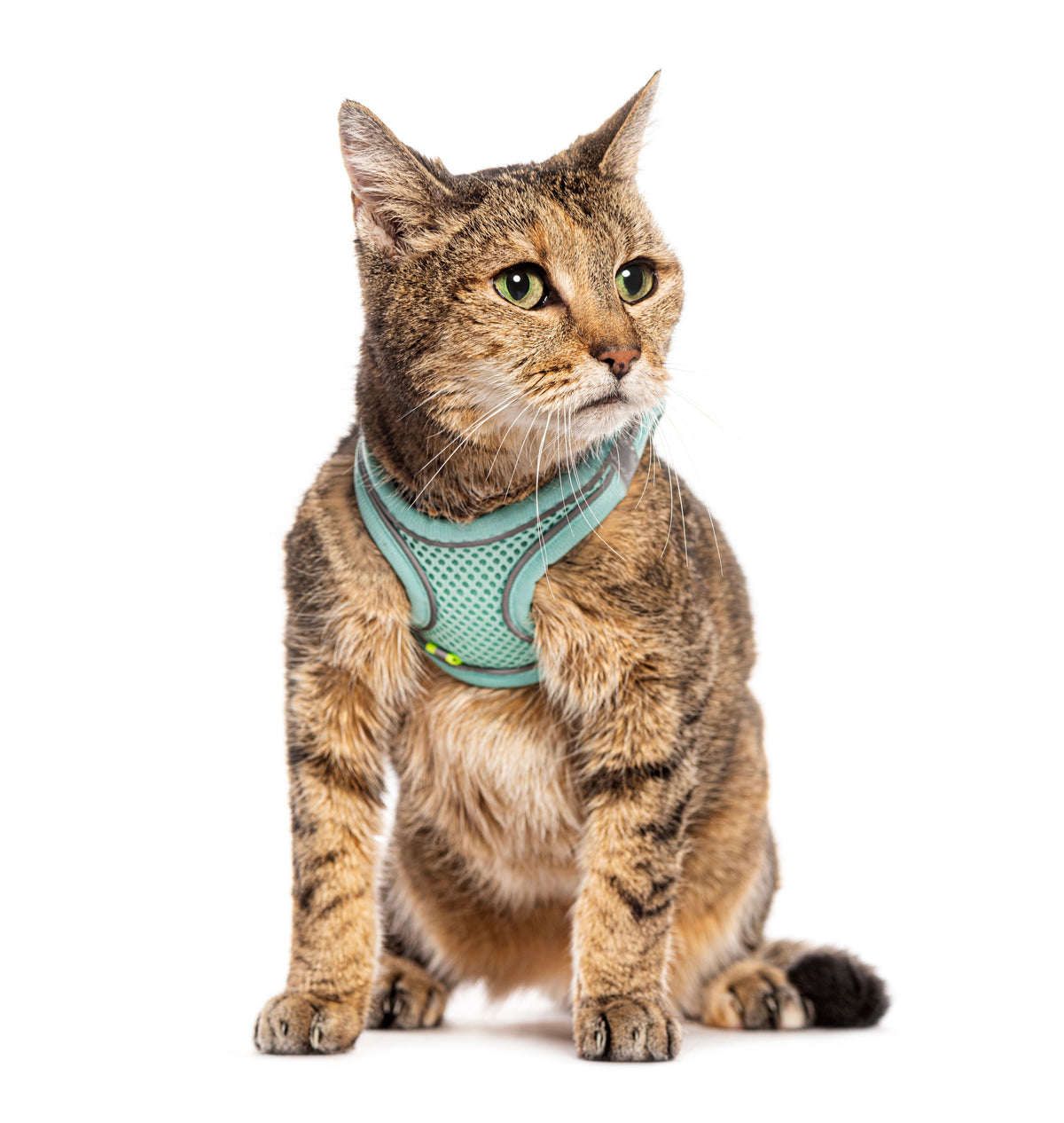 Brown tabby cat wearing a turquoise harness against a white background.
