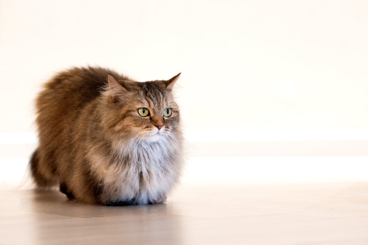 Long-haired brown tabby cat resting with its paws tucked beneath its body.