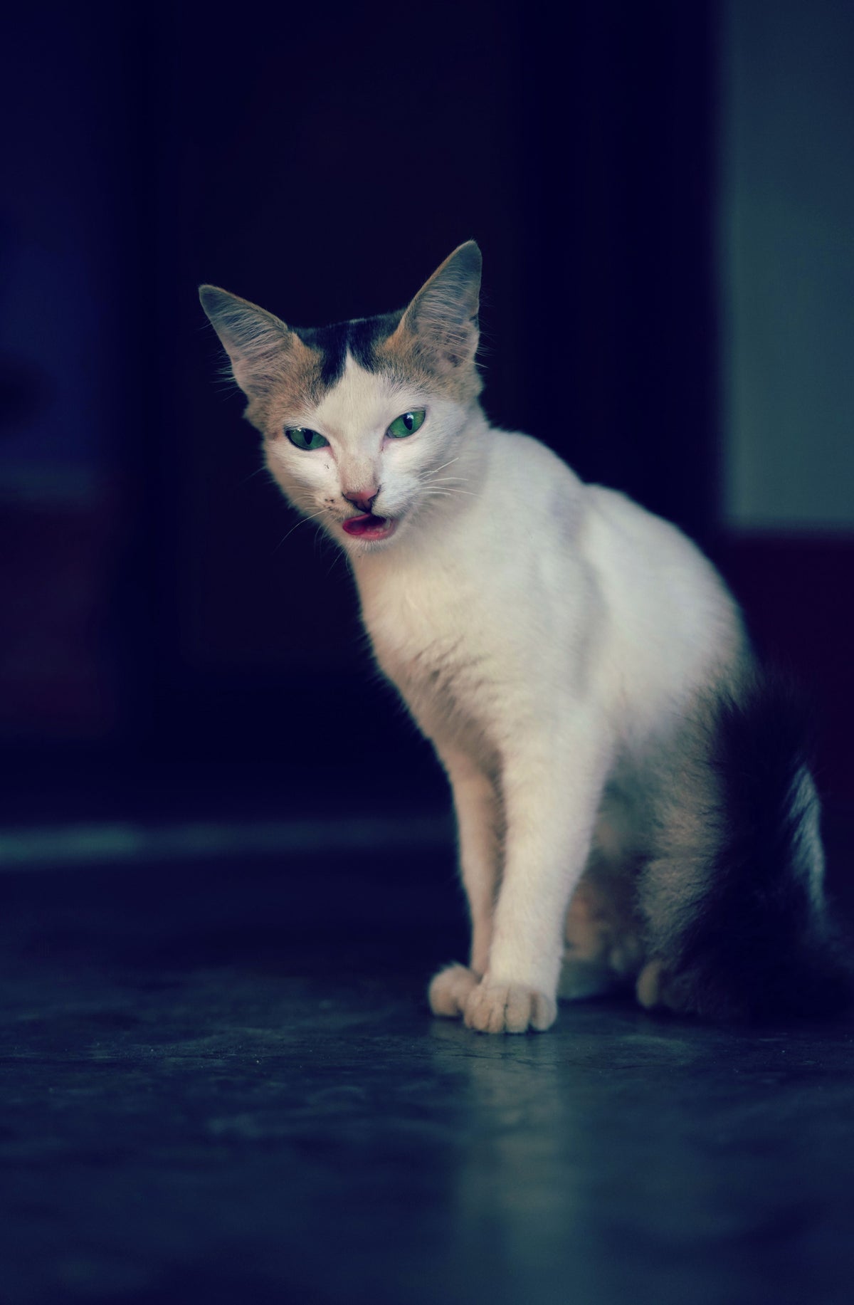 White-and-tabby cat sitting with its mouth open in a dark doorway.