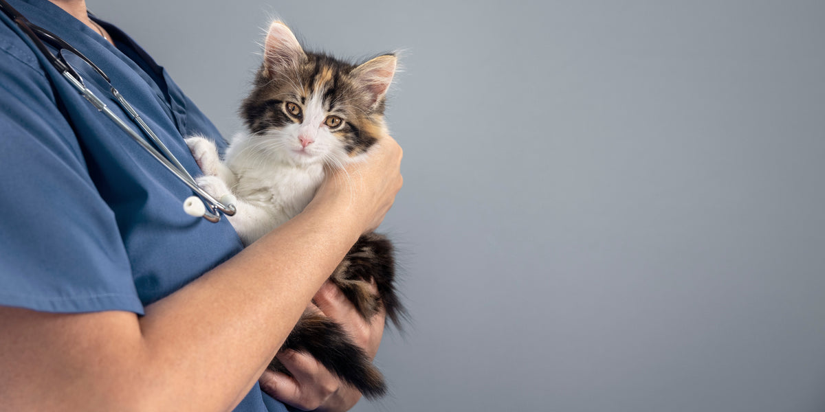 Person in blue scrubs holding a small tabby-and-white kitten.