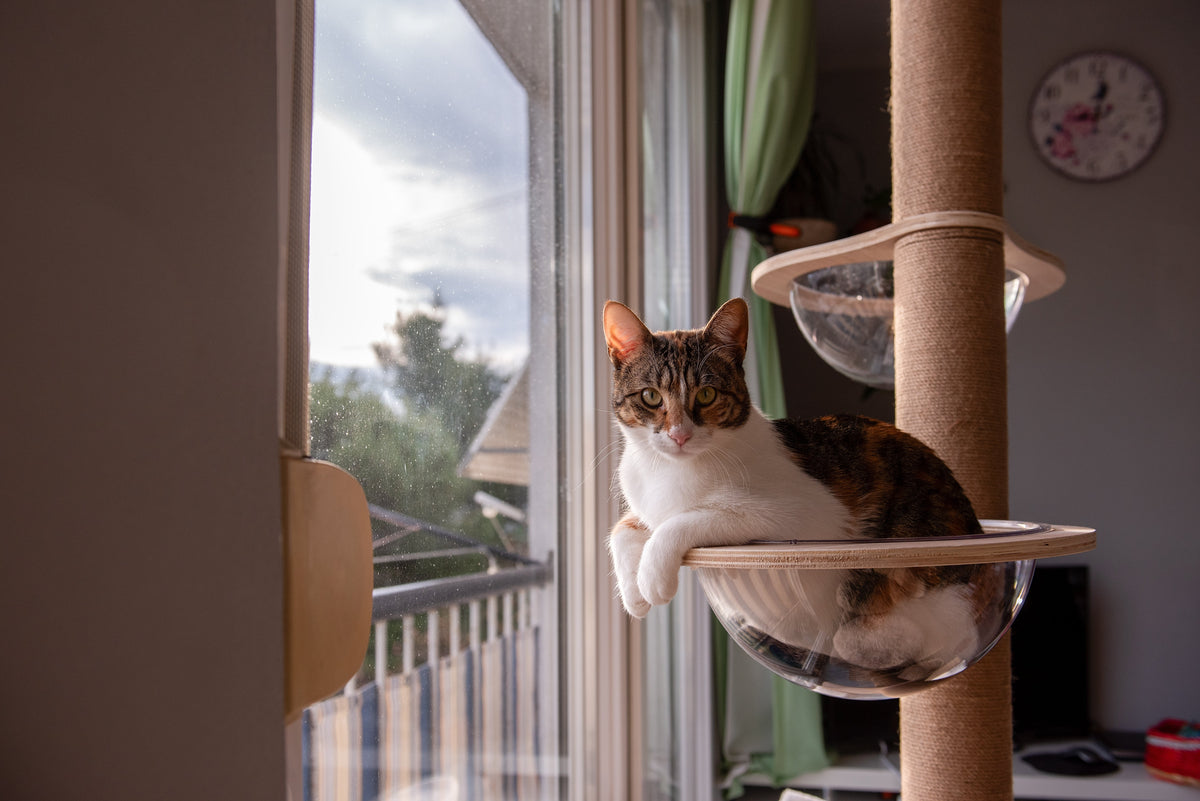 Tabby-and-white cat resting in a clear bowl-shaped perch on a cat tree beside a window.