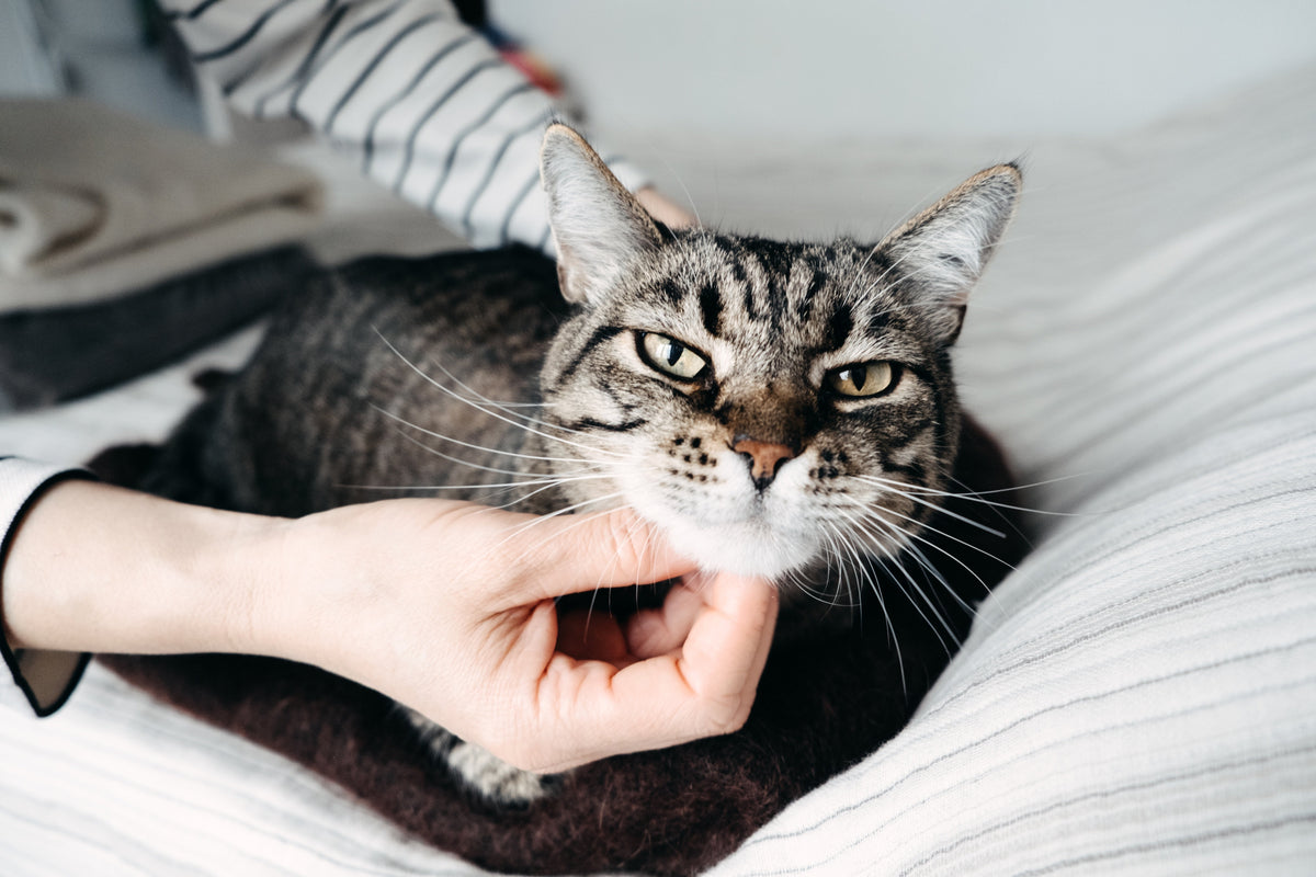 Tabby cat resting on a lap while a hand strokes beneath its chin.