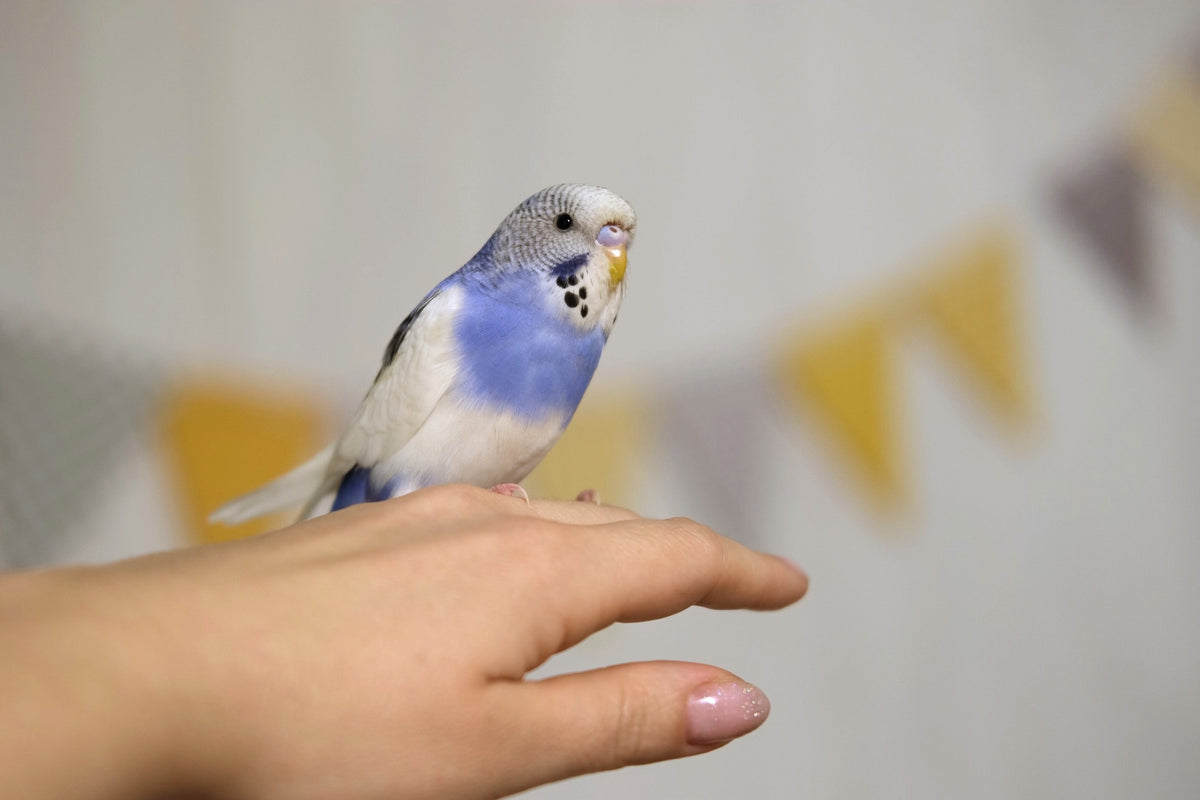 Blue-and-white budgerigar perched on a person’s hand.
