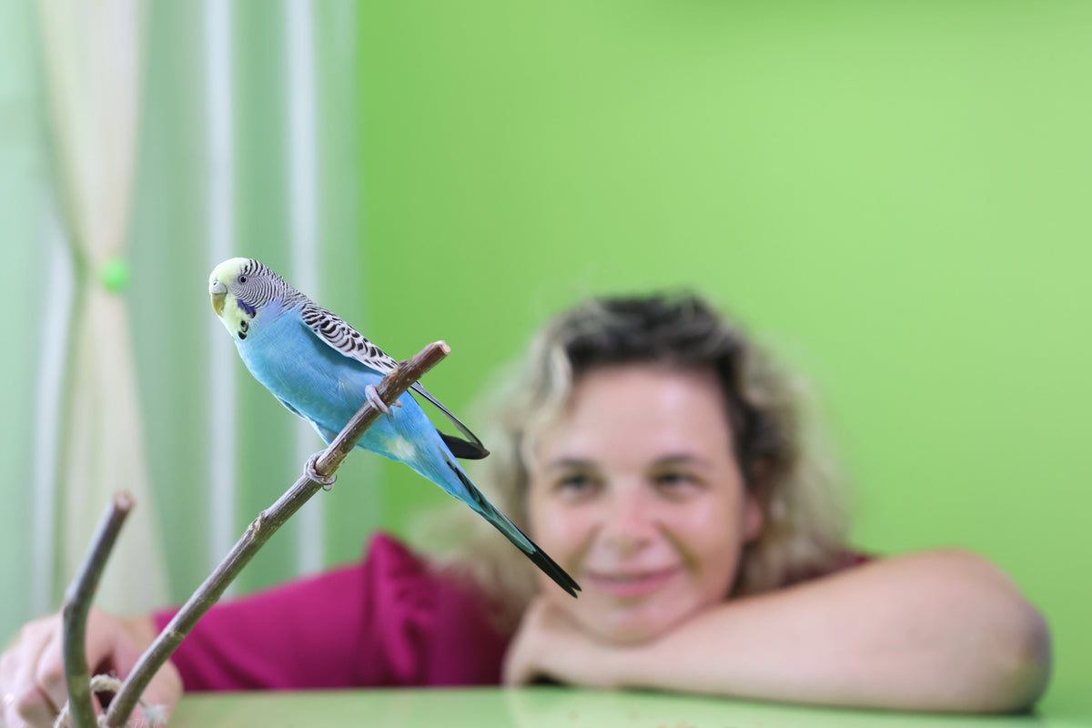 Blue-and-white budgerigar perched on a branch in front of a person indoors.