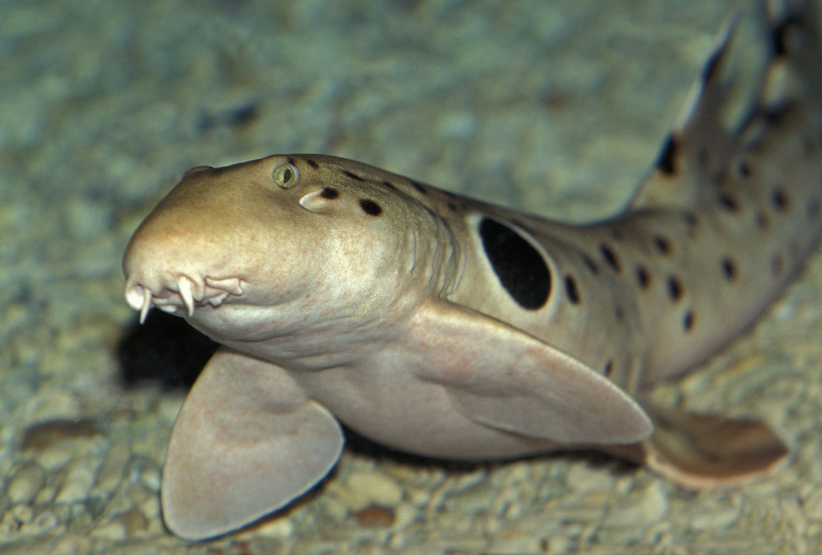 Spotted shark resting on a gravel bottom, with broad pectoral fins and a dark patch behind its head.