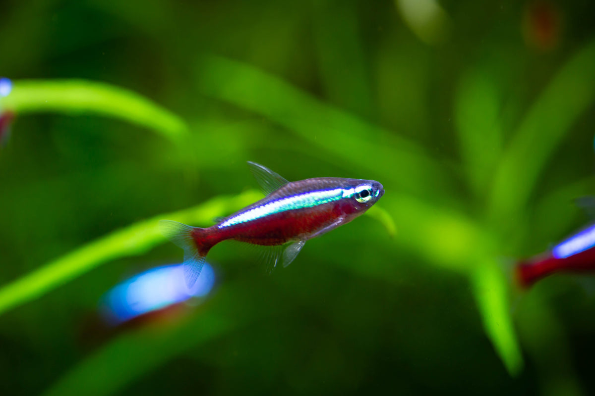 Blue-and-red fish swimming among green aquarium plants.