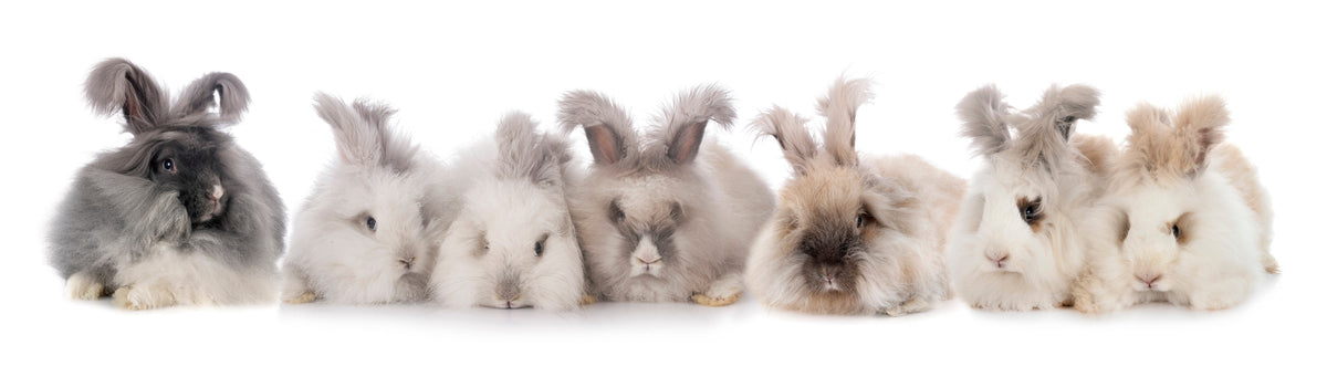 A row of long-haired rabbits in white, grey and brown against a white background.