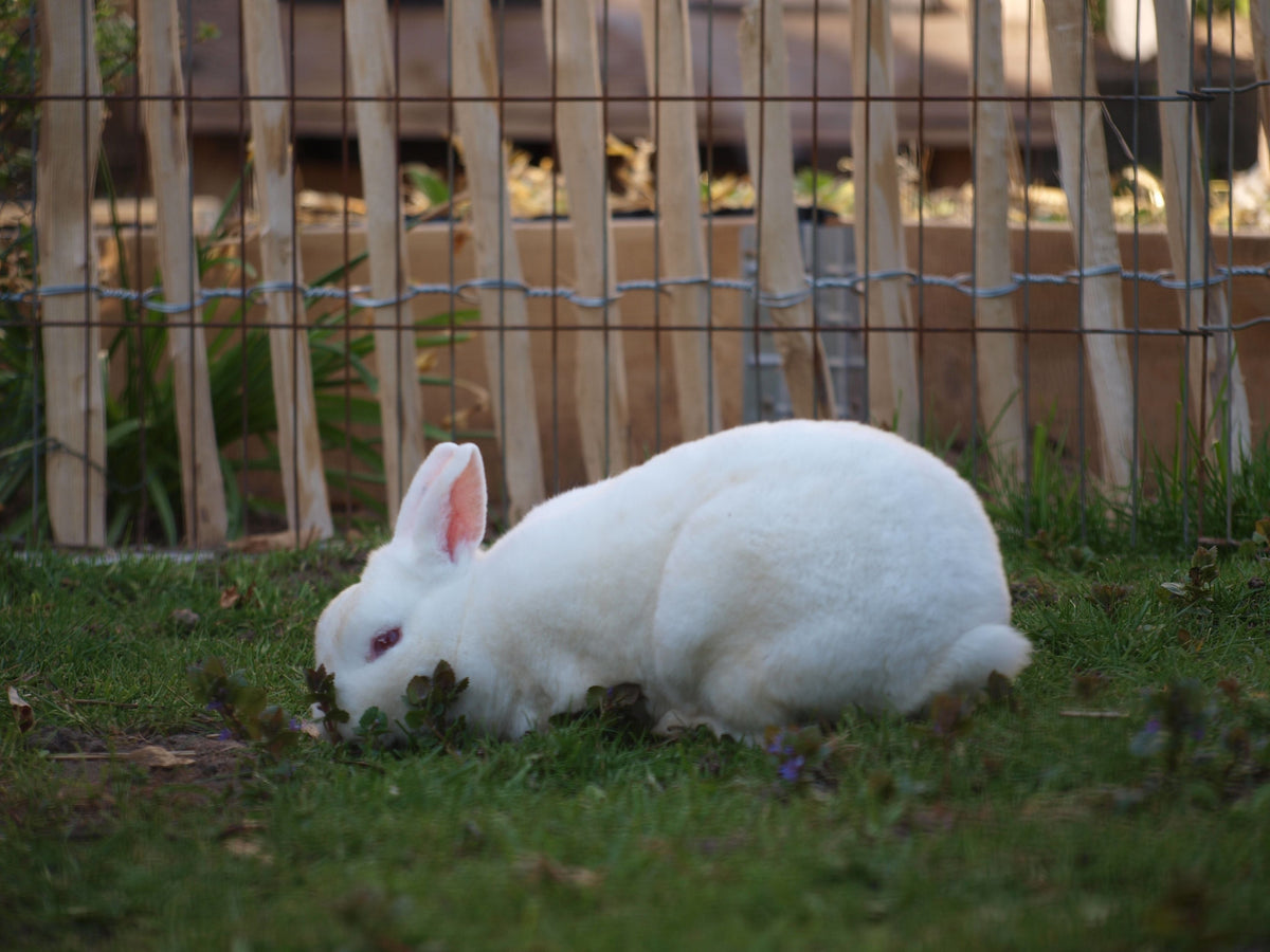White rabbit with pink ears grazing in a fenced grassy area.