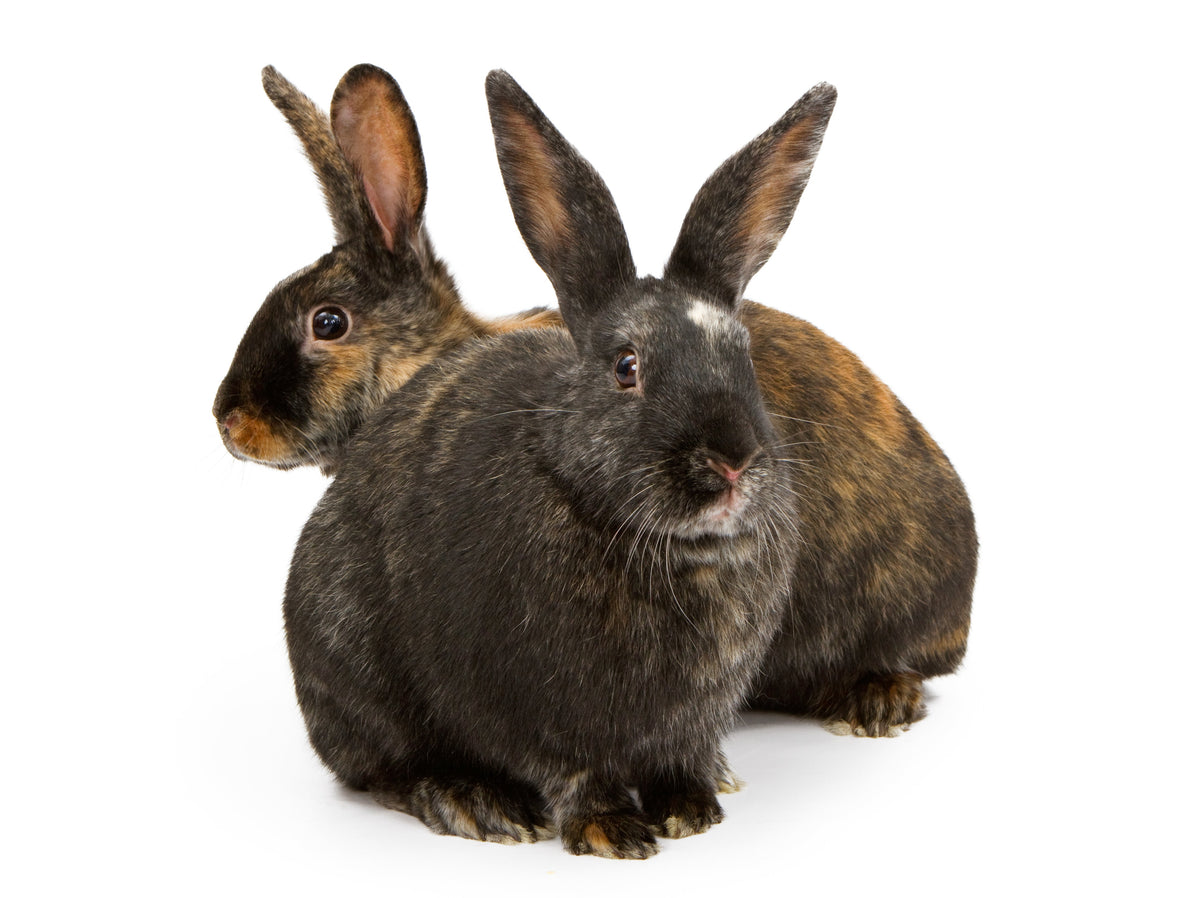Two black-and-orange patterned rabbits with upright ears against a white background.