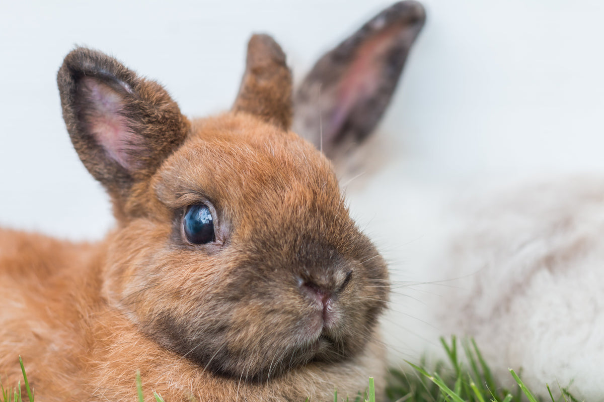 Close-up of a brown rabbit with short upright ears and a dark muzzle on grass.