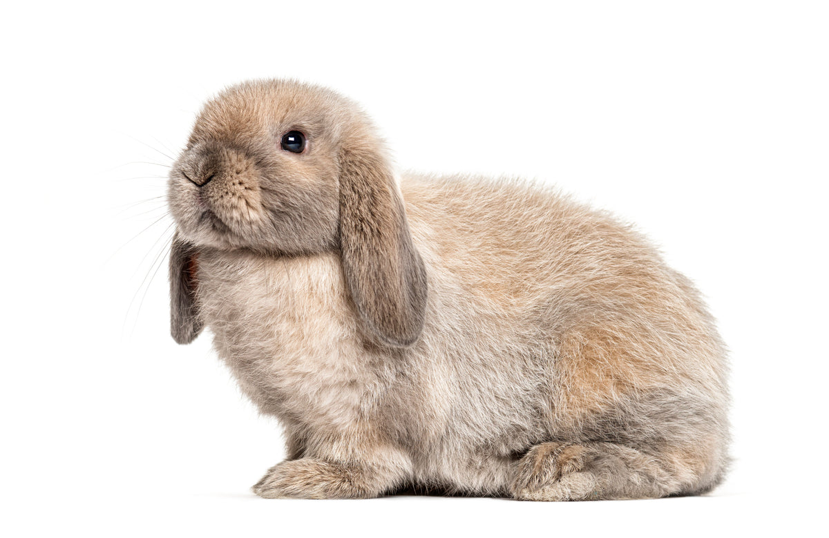 Small tan lop-eared rabbit sitting against a white background.