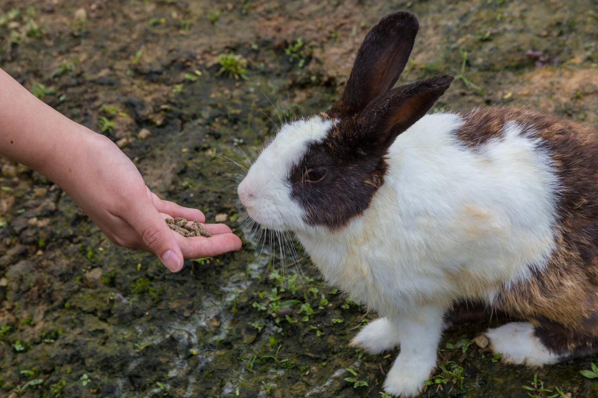 Brown-and-white rabbit approaching pellets offered in an open hand outdoors.