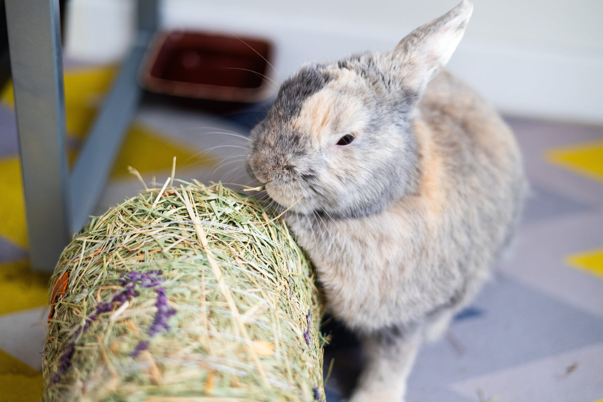 Grey-and-tan rabbit nibbling a hay-covered tunnel indoors.
