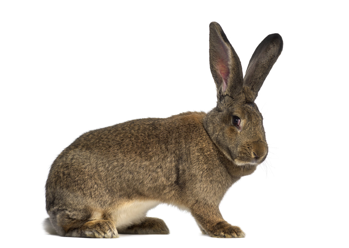 Large brown rabbit with long upright ears against a white background.