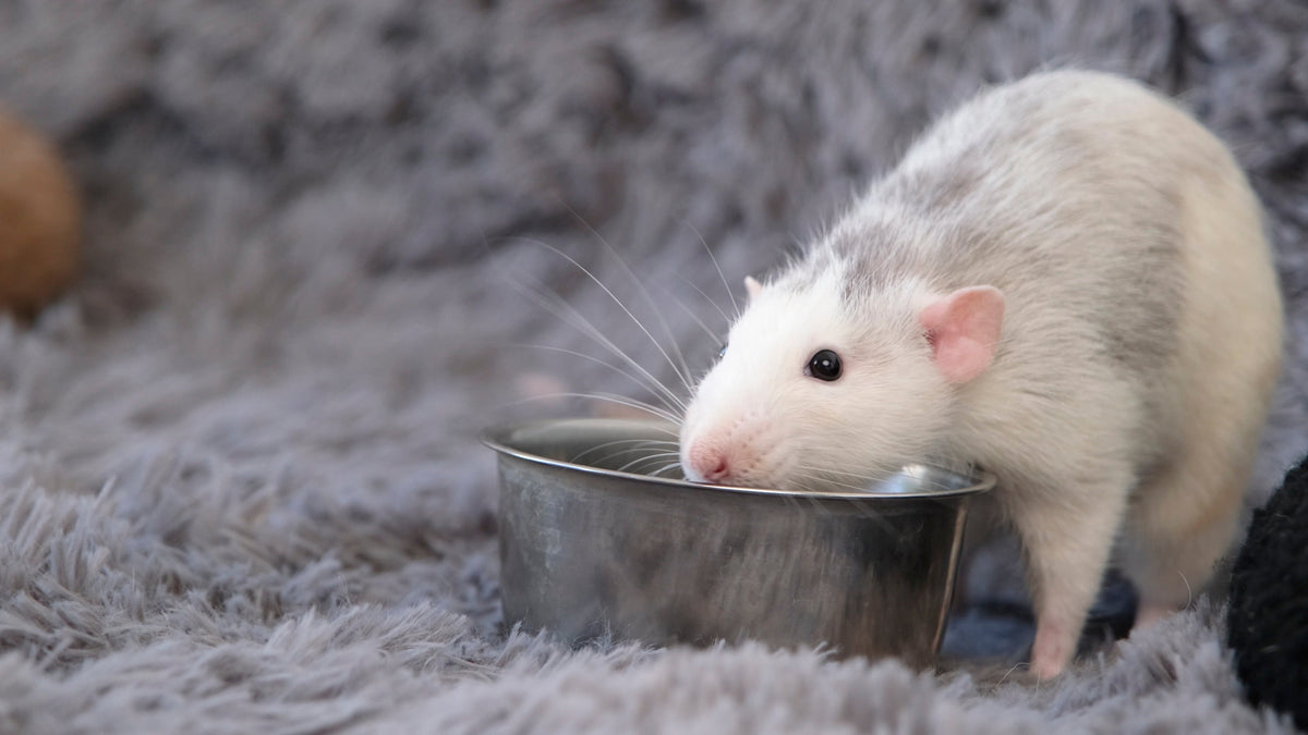 White-and-grey rat drinking from a metal bowl on a soft grey surface.
