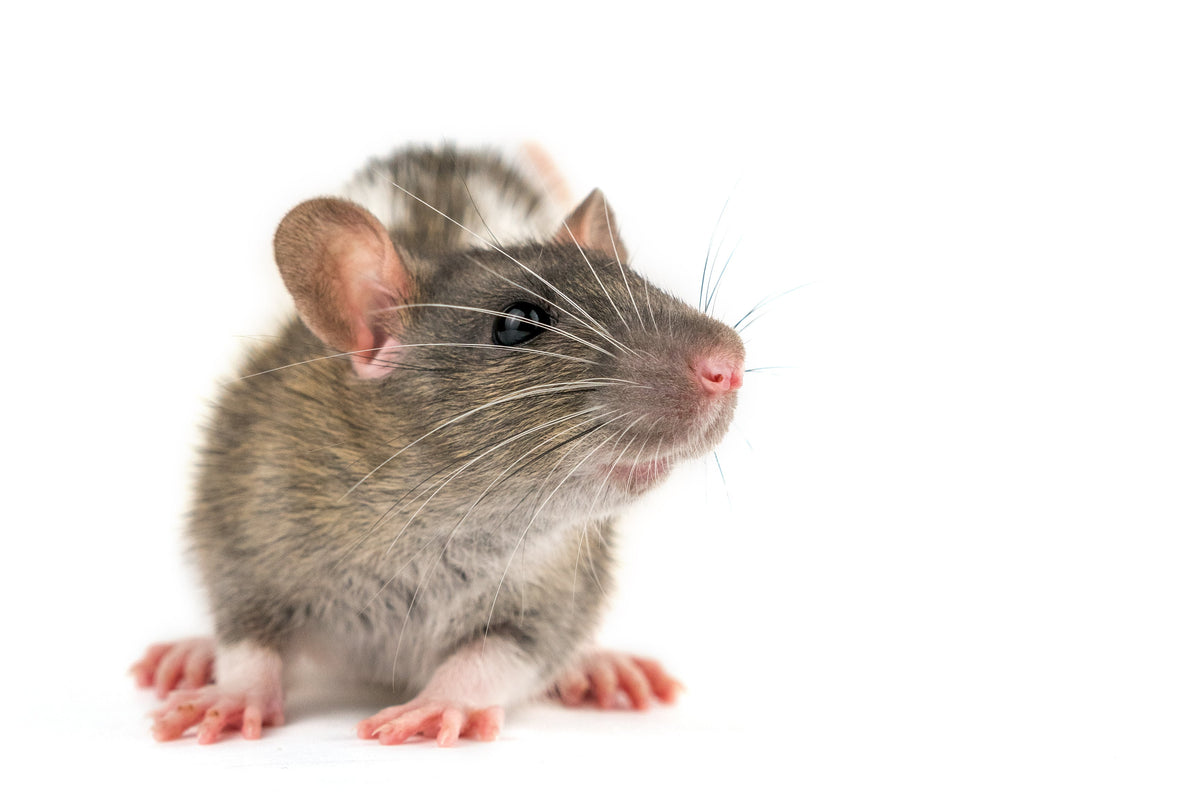 Brown rat with pink paws and whiskers against a white background.