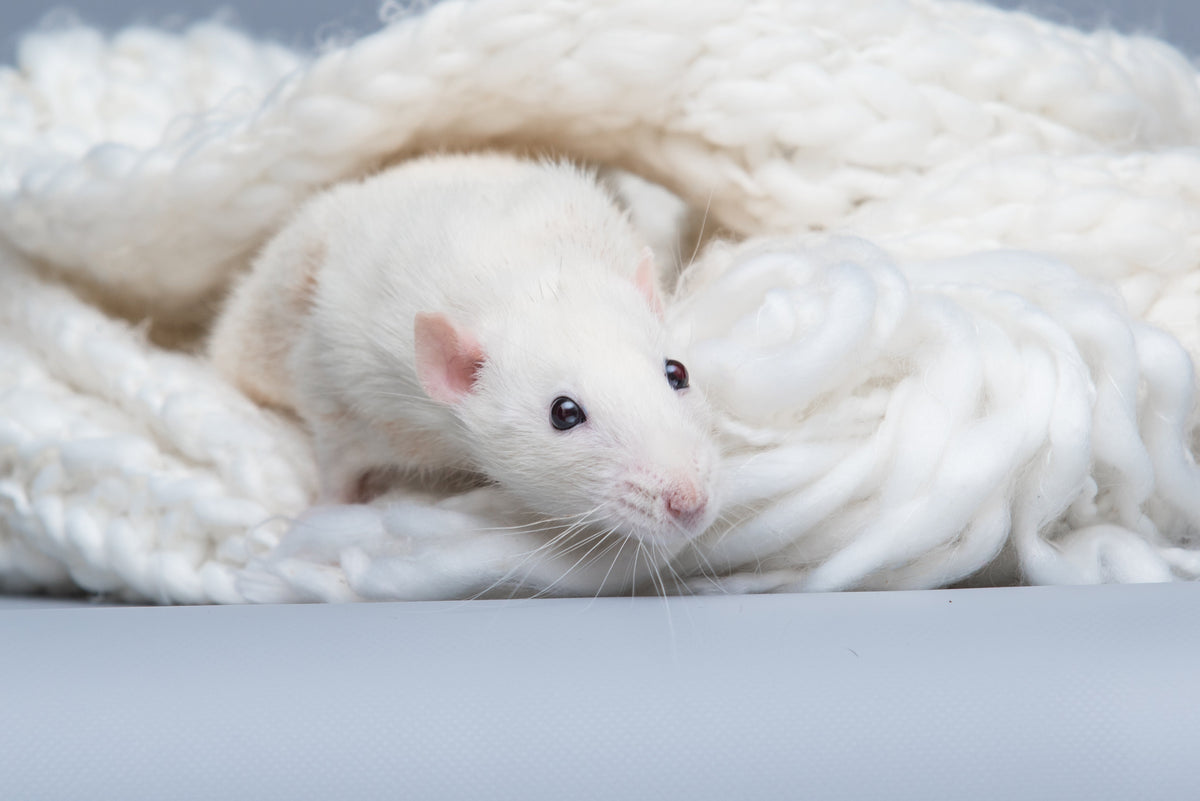 White rat resting among folds of a thick white knitted blanket.