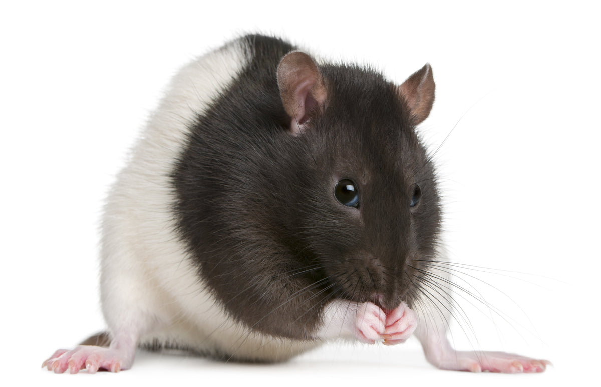 Black-and-white rat sitting with its front paws together against a white background.