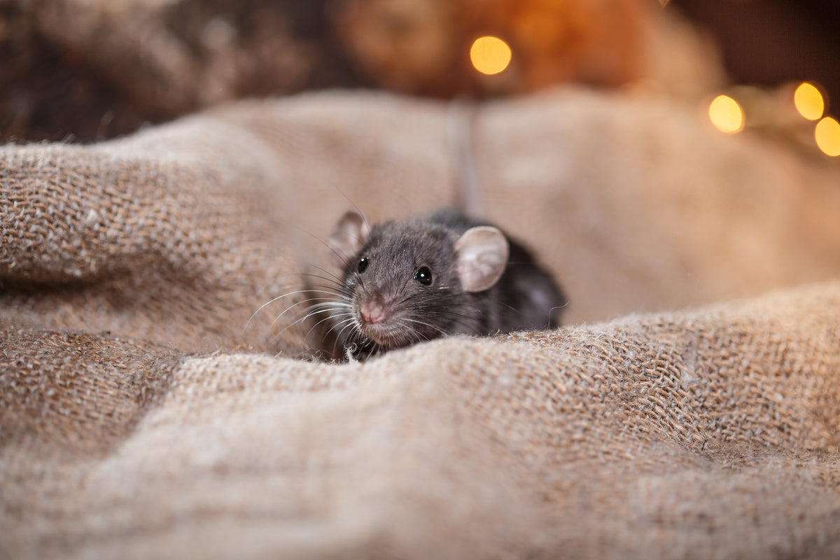 A dark grey pet rat peeking from folds of beige fabric.