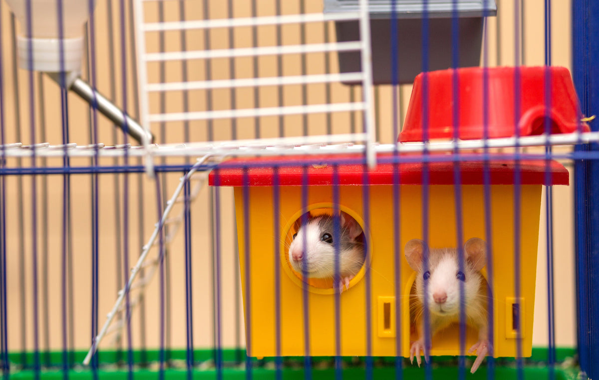 Two pet rats looking out from a yellow plastic hide inside a wire enclosure.
