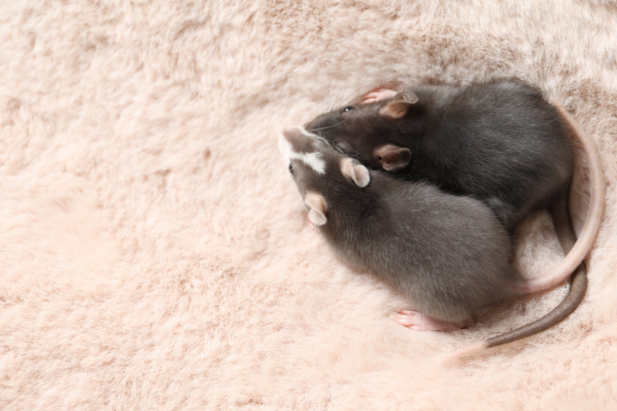 Two dark-coated pet rats curled up together on a soft blanket.