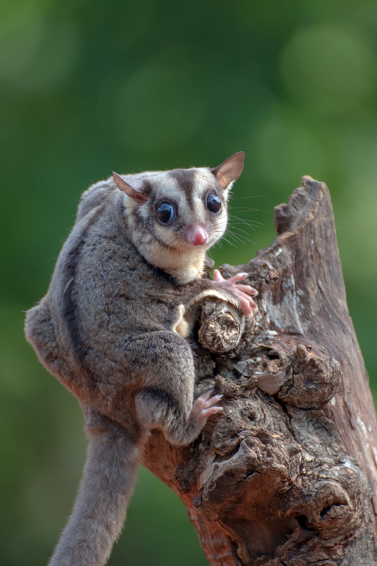 A grey sugar glider with a dark facial stripe clinging to a tree trunk.