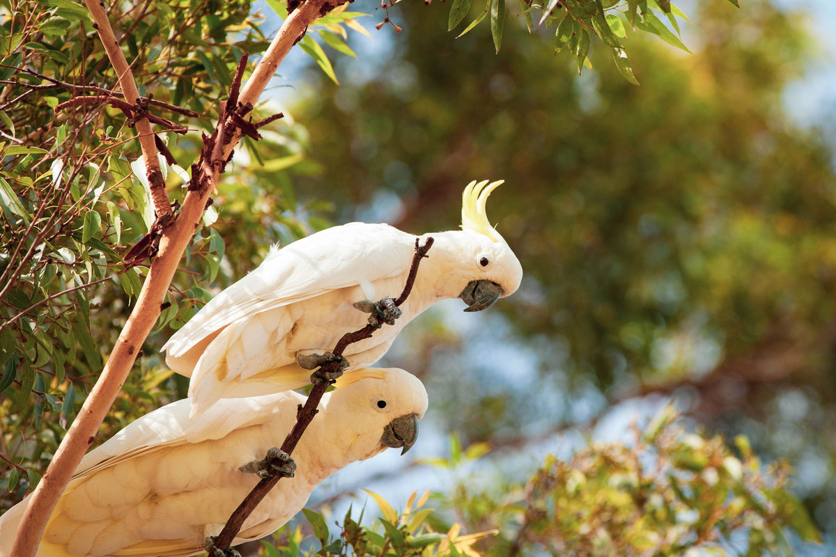 Two white cockatoos with yellow crests perched on branches.