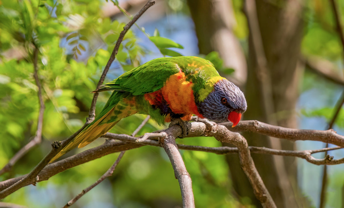 A colourful lorikeet perched on a branch among green leaves.