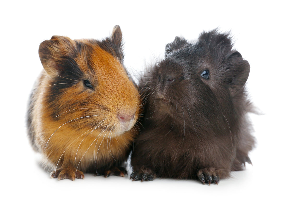 Two fluffy guinea pigs sitting side by side against a white background.