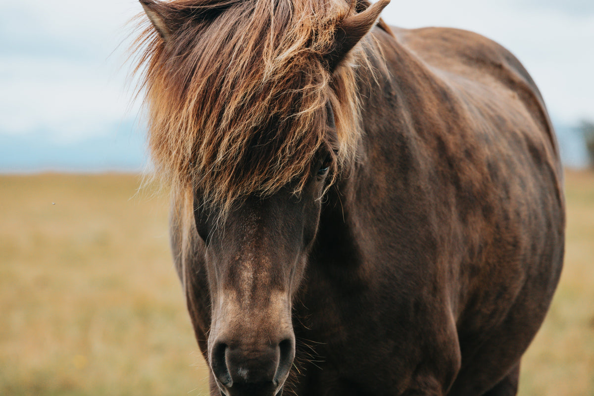 A shaggy brown horse with a thick forelock standing in a grassy field.